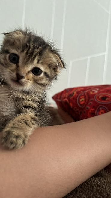 котята веслоухие: Шотландский вислоухий котёнок, окраса браун табби. - Возраст: совсем — 3