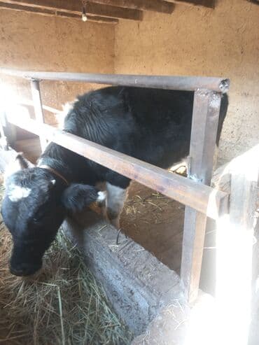 породистые собаки в добрые руки: Продаю осёл — 4