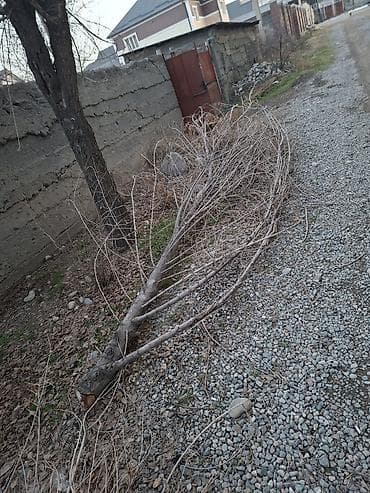 даром дрова: Отун. Дрова. Самовывоз. Жил массив кок жар (напротив мкр Улан 2) — 3