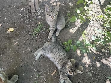 Кошки: Отдам в добрые руки. Котята домашние, разного окраса — 4