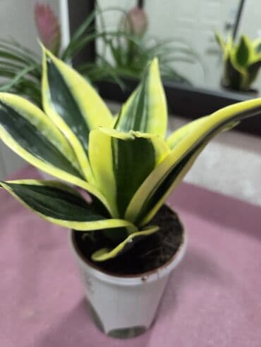 айт маарек болсун картинки: Суккуленты в горшках — хавортии Описание: - Компактные розетки — 4