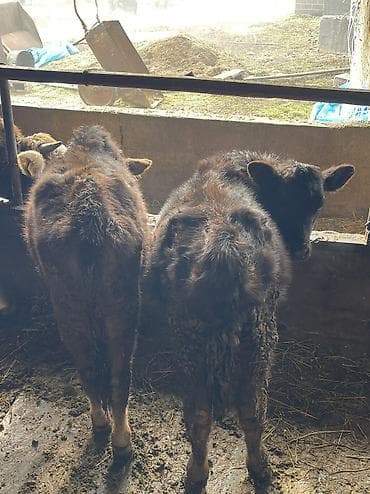 дом для животных: Продаю | Корова (самка), Тёлка, Музоо, торпок | На откорм, Для разведения, Для молока — 2