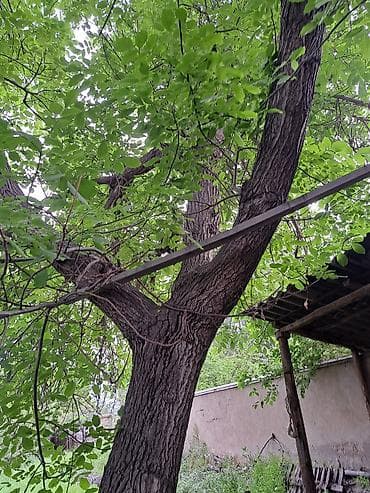 купить каштан дерево: Плодовое дерево (орех, взрослое) для пересадки/заготовки древесины. - — 3