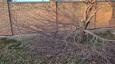 Дрова Самовывоз, Платная доставка — 1