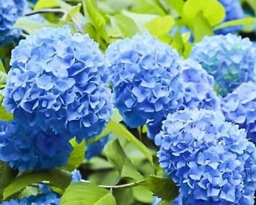 принимаем ягоды: В наличии метельчатые и крупно листовые гортензиии .все сорта есть — 10