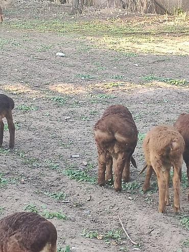 Сатам | Козу | Арашан | Көбөйтүү үчүн | Ургаачы — 4