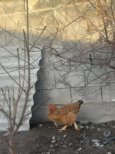 орпингтон куры: Продаю | Куры, Петух | Брама | Для разведения — 8