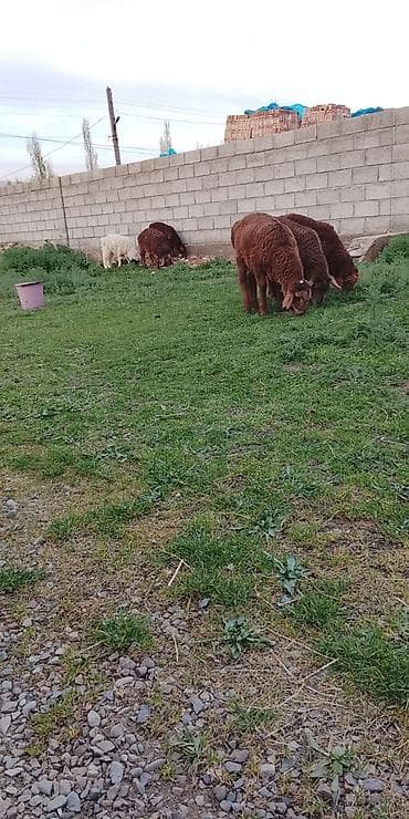 ягнята: Продаю | Ягненок | Для разведения — 4