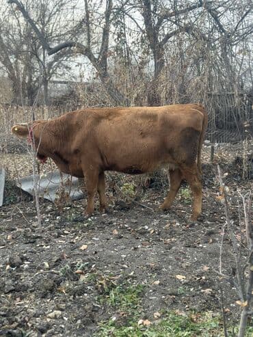 дойный коров: Продаю | Корова (самка), Тёлка, Музоо, торпок | Симментальская — 5