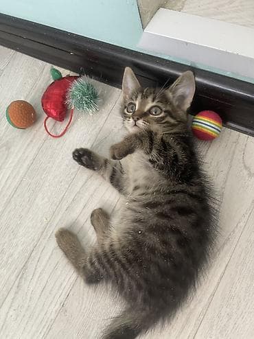 где взять котенка: Котята в добрые и ответственные руки!!! Описание: - Возраст на фото — 5