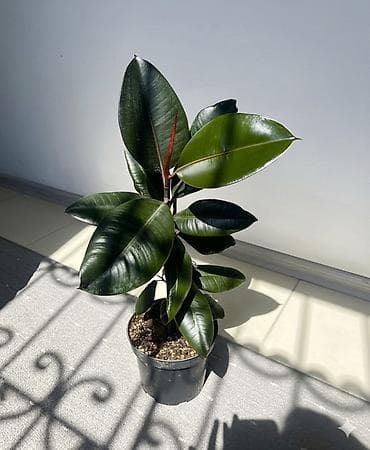 Фикус эластика (Ficus elastica, каучуконосный) в горшке. Большие 700