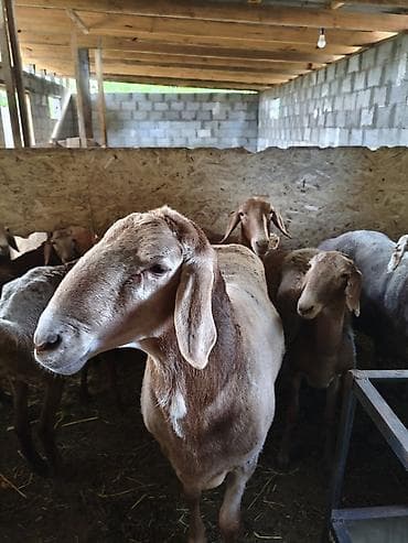 питбуль в караколе: Продаю | Баран (самец) | Арашан | Для разведения — 3