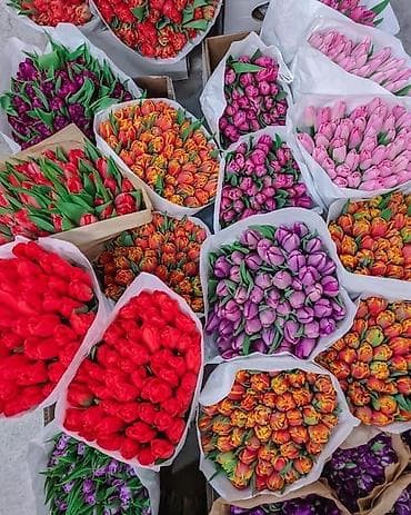 тюлпан оптом: Тюльпаны с плантации — срезка свежего дня Оптом от 100 штук - — 2