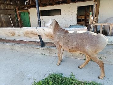 кара кой: Продаю | Баран (самец) | Для разведения — 3