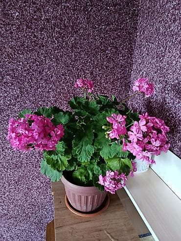 пеларгония синяя купить: Пеларгония (герань) с ярко‑розовыми шапками соцветий. Компактный — 7