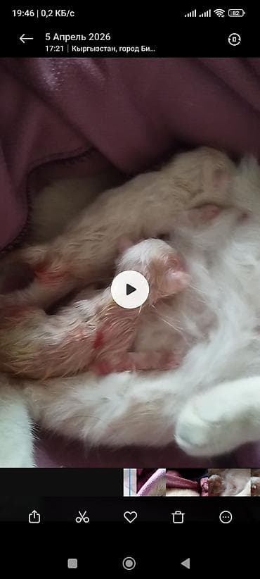 рыжие: Катёнку кому нужна . Обратите по ном — 1