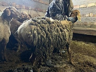 Продаю | Овца (самка) | Для разведения | Племенные