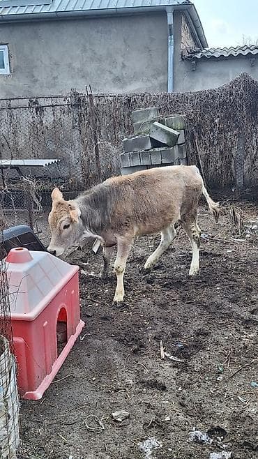 купить телят: Продаю | Тёлка | На откорм | Привязанные — 9