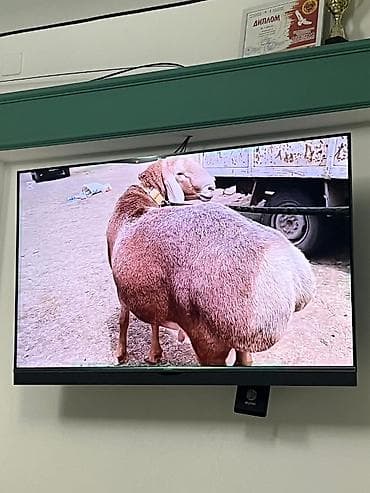 буудай цена бишкек: Продаю | Ягненок | Для разведения — 8