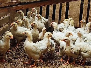американский бульдог собака: Продаю | Цыплята | Для разведения, Несушки — 6