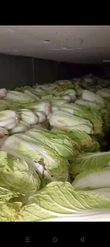 Капуста Пекинская at lalafo.kg Капуста Пекинская