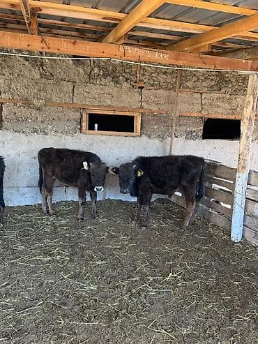 обмен на крс: Продаю | Бык (самец) | Полукровка | На откорм — 5