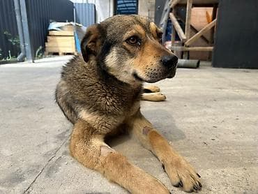 талас ит: Милый дворняжий пёс среднего размера с густой шерстью палево-рыжего — 3