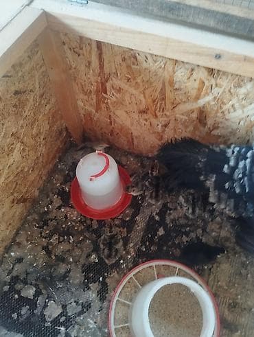 Үндүк балапандары менен сатылат 15 балапаны бар жаңы ачылган баасы at lalafo.kg Үндүк балапандары менен сатылат 15 балапаны бар жаңы ачылган баасы