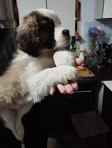 Ит бекер берем: Сенбернар, 2 айлык, Ургаачы — 5