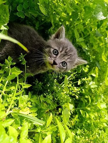 рыжие котята: Отдам котят, умные, милые, к лотку приучены, кушают всё, родились — 4