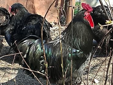 животные в ош: Продаю Петушков — 5