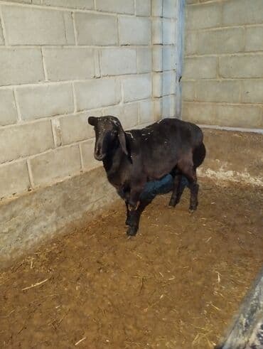 купить шимпанзе живую цена: Продаю | Баран (самец) | Арашан | На забой, Для разведения | Осеменитель — 5