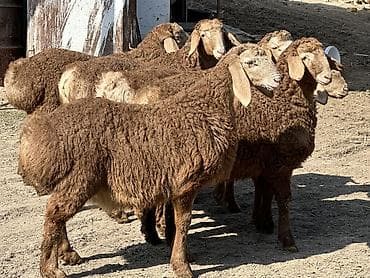 жаныбарлар: Сатам | Козу, Кочкор (эркек) | Гиссар, Арашан | Көбөйтүү үчүн | Асыл тукумдуу, Жасалма жол менен боозутуу — 8