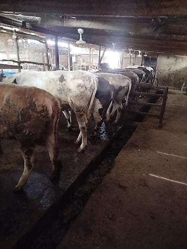 кой базар: Продаю | Корова (самка), Бык (самец), Тёлка | На откорм, На забой, Для разведения — 2