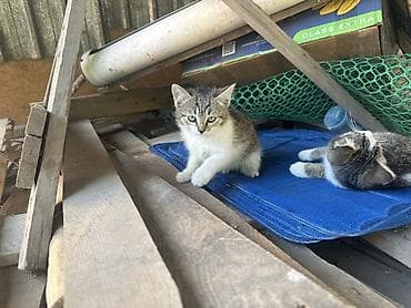 Кошки: Отдам в добрые руки. Котята домашние, разного окраса — 2