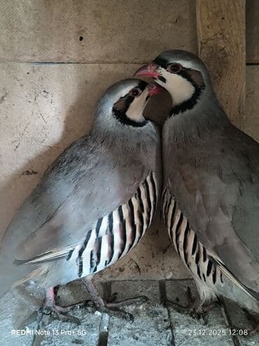 А/ч жаныбарлары үчүн тоюттар: Корооздор 2 штук жапайы — 2