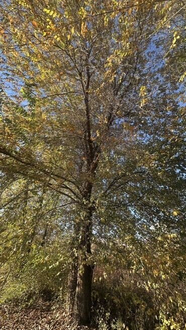 двер бишкек: Отун Карагач — 4