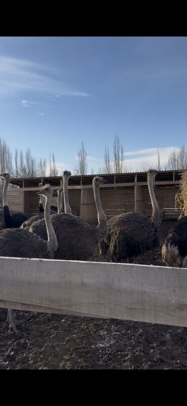 форель корм: Страусы для разведения с карточкой.11 штук,7 Самка4 самец. Яйца — 2