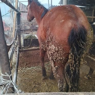 Грызуны: Продаю | Кобыла (самка) | Рабочий — 5