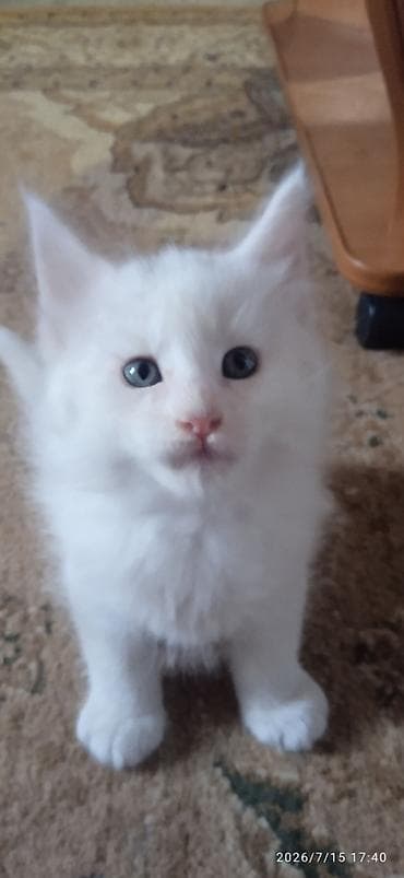 Животные: Мейн-Куны🥰. Продаётся Эксклюзивный Мейн-Кун ❤️ котик 😊 Будет скорее — 5