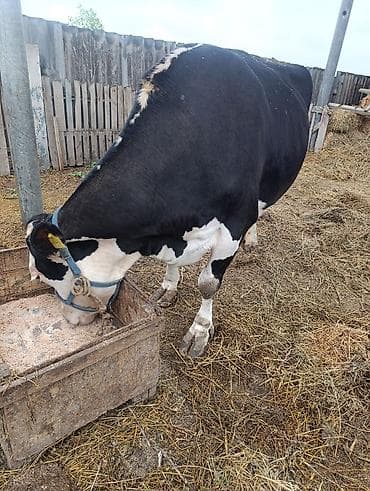 продаю корм: Продаю | Корова (самка) | Голштин | Для молока | Племенные, Стельные — 2