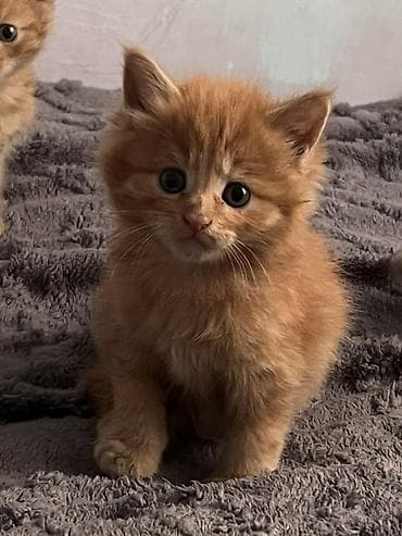 сколько стоит котята: Беспородная, 1 месяц, Мальчик, Рыжий, Метис — 2