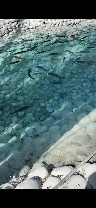 Предлагается свежая радужная форель, выращенная в чистой воде. Рыба