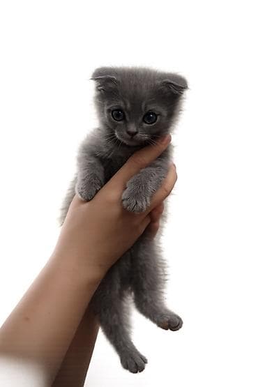 бенгальская кошка домашняя: Продаю шотландского вислоухого котенка (мальчик) 2,5 месяца приручен к — 1