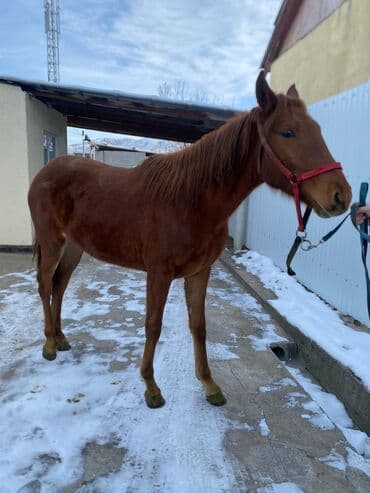 собаки карабалта: Сатам | Бээ (ургаачы) | Аргын | Көбөйтүү үчүн — 2