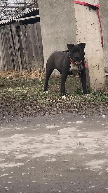 Продажа собак: Питбуль кубинка 9 месяцев про цену в личке можем договрится — 4