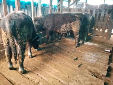 откормленные быки: Продаю | Бык (самец) | На откорм — 2