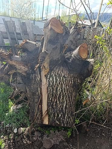 суу насос бу: Ствол с корнями (срезанное дерево). - Порода:ореховое дерево - — 1