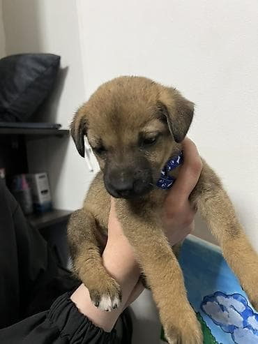 бультерьер собака: Собака даром: Дворняжка, 2 месяца, Самка — 1