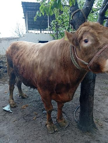 сколько стоит один бык: Продаю | Бык (самец) | На откорм | Привязанные — 6